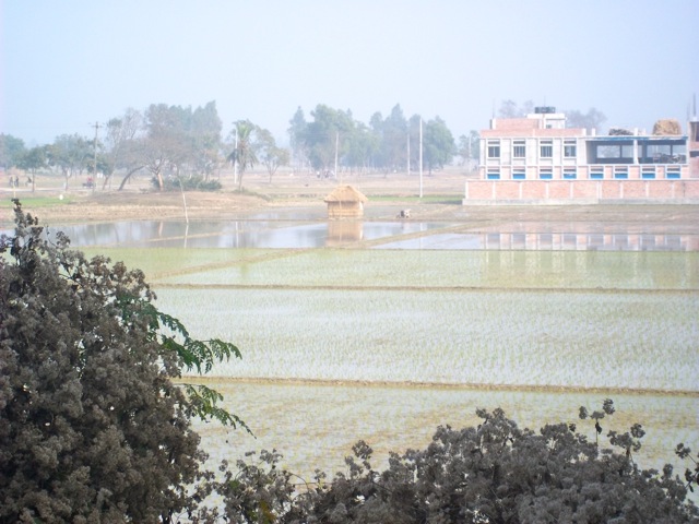New planting on rice fields